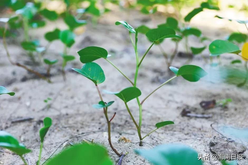 琼海个人土地出售最新,琼海个人土地出售最新动态