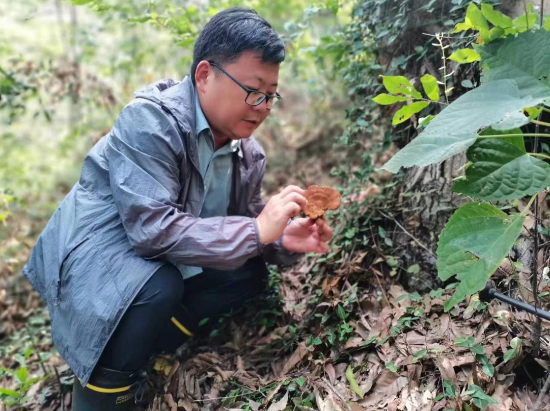 灵芝价格2023最新价格,灵芝价格2023最新价格分析