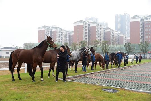 2024今晚香港开特马,今晚香港开特马，探寻赛马文化背后的故事